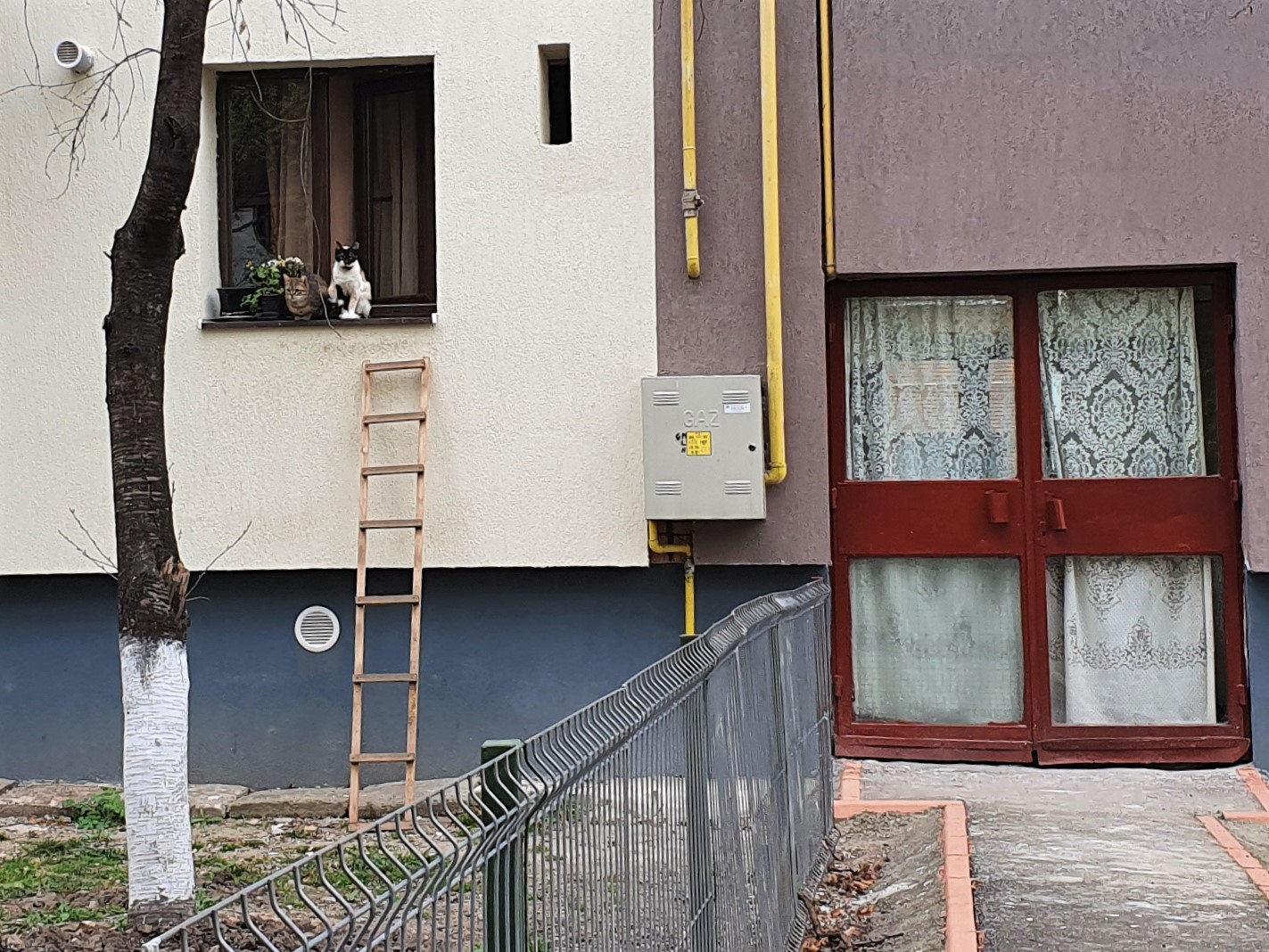 Sicilia scurtarea respirației La bord pisici in fereastra