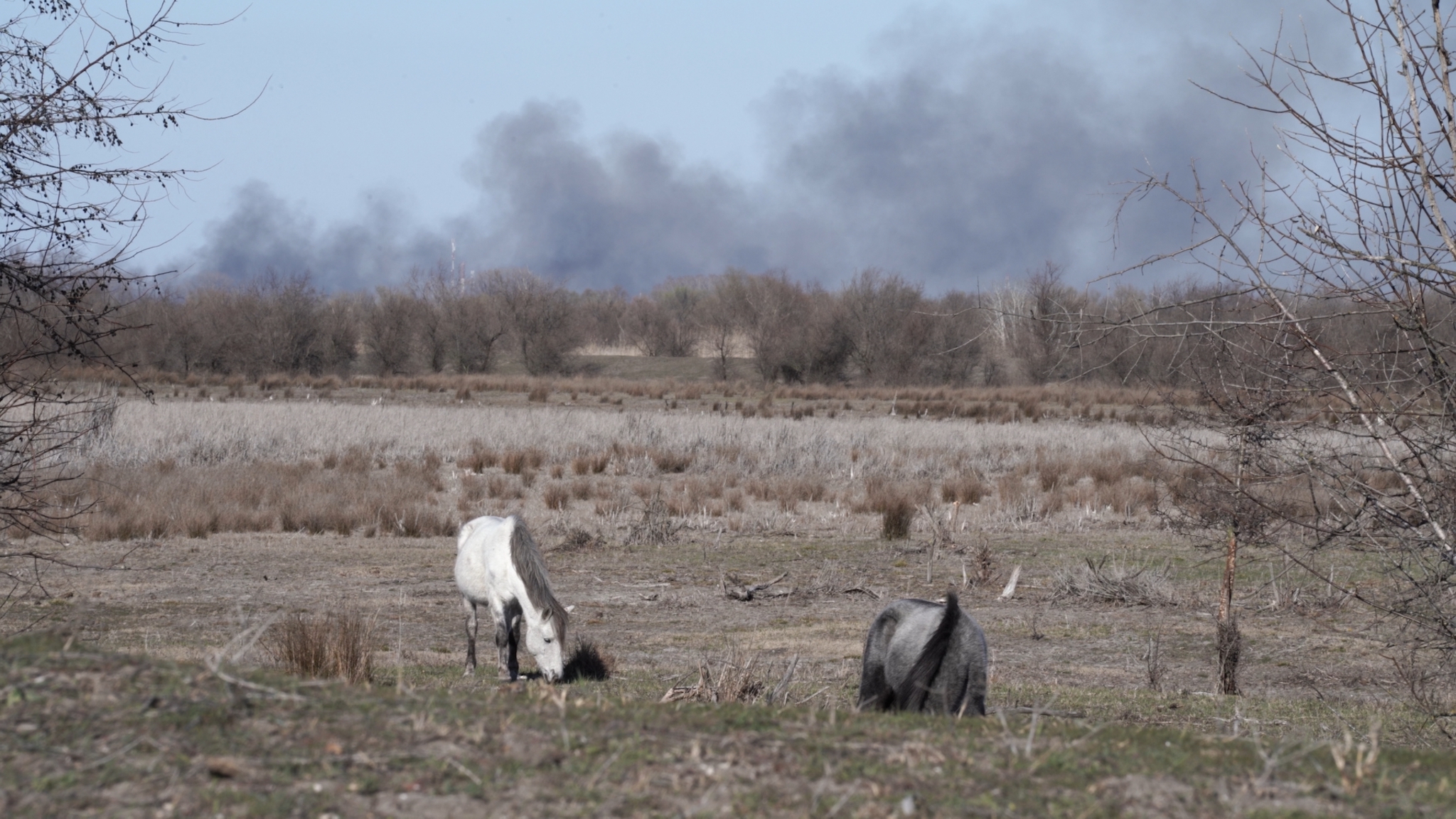 Romania burns (I). How the Danube Delta found itself on the bushfire